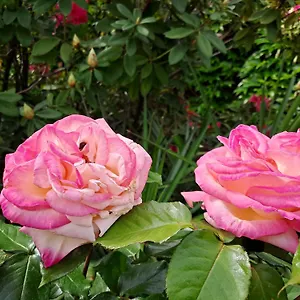 Les Magnolias Aubenas